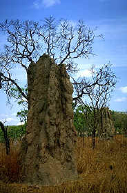 outback termite mound